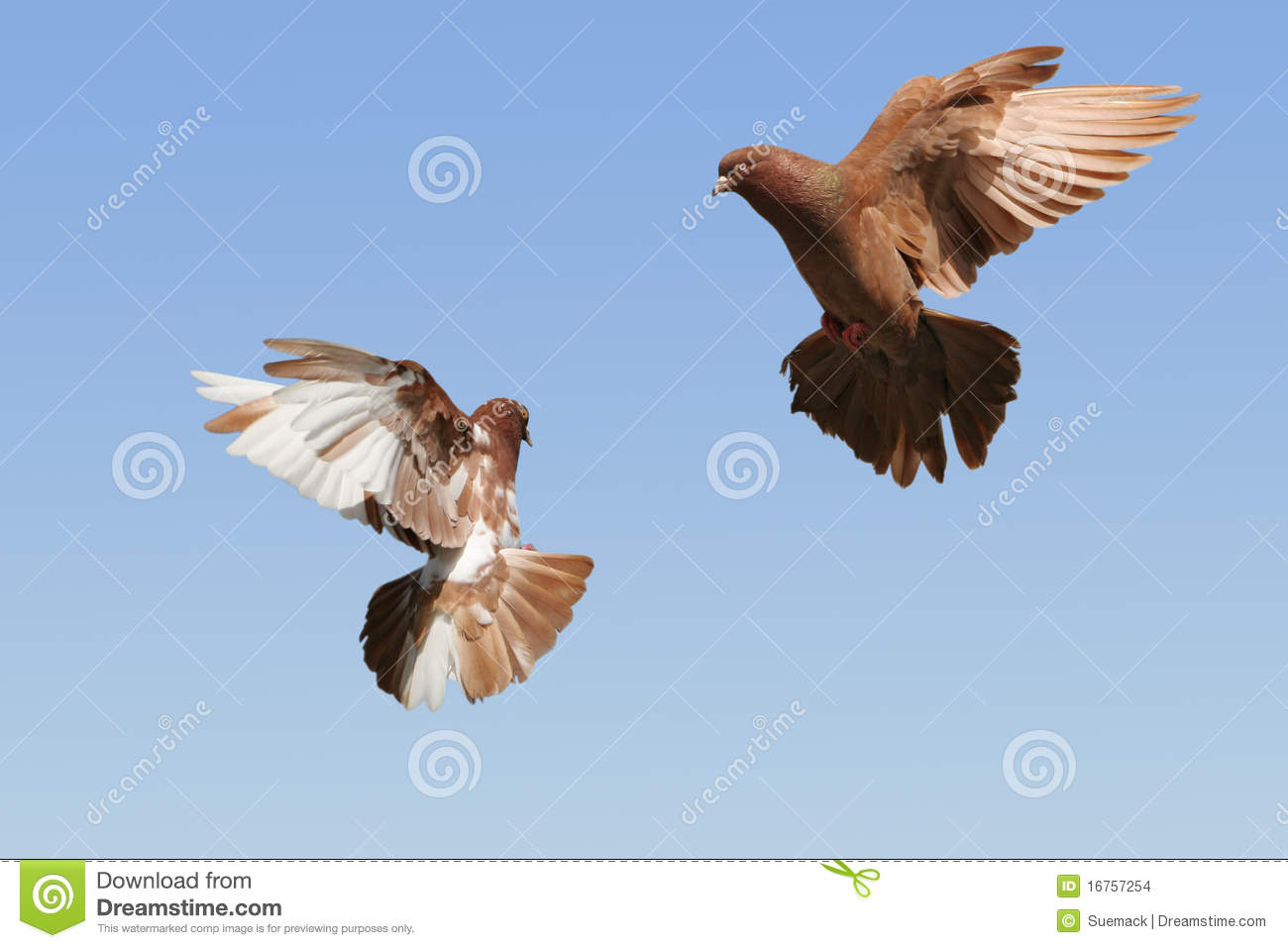 Detail Pigeon Flying Images Nomer 26