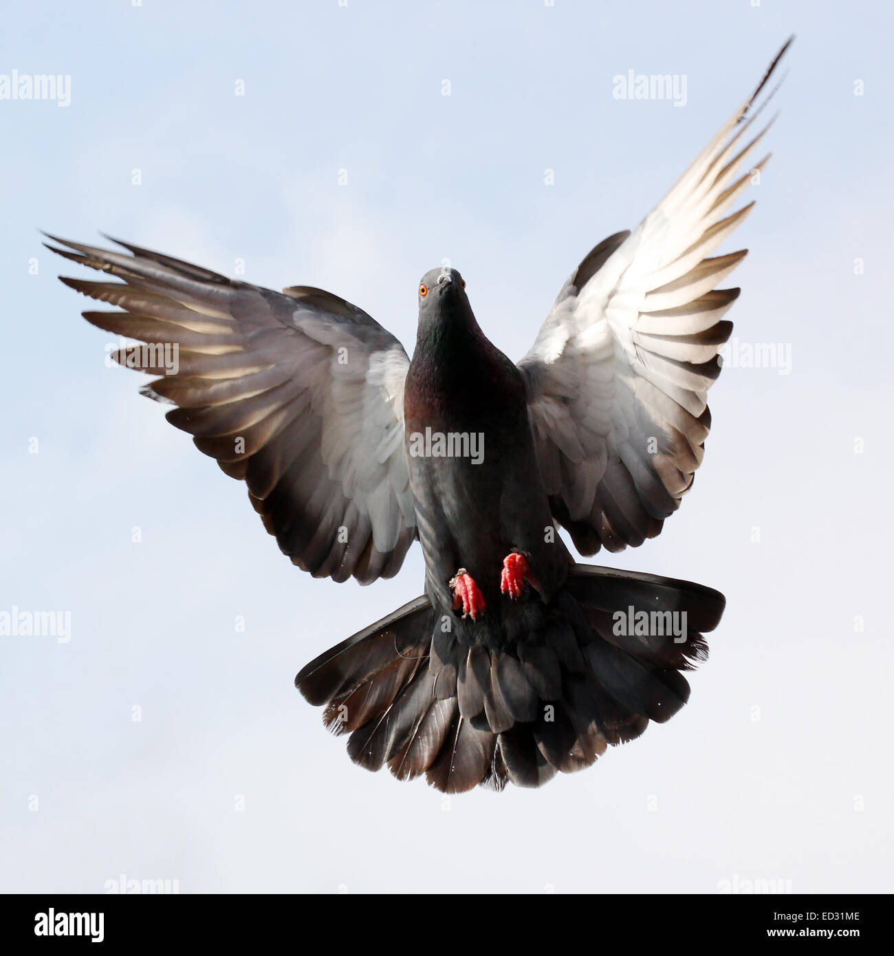 Detail Pigeon Flying Images Nomer 4