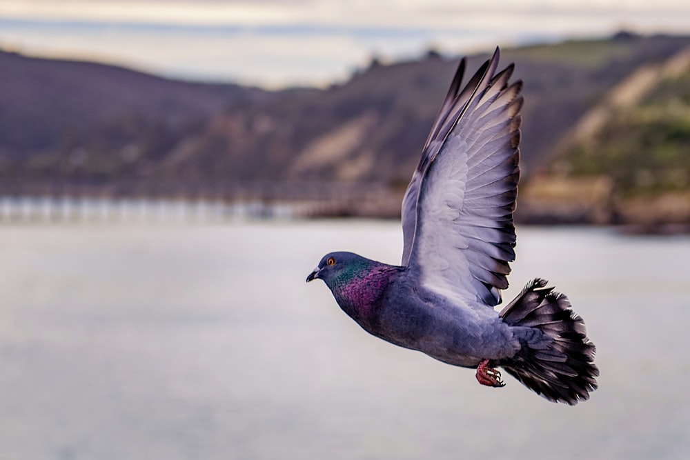 Detail Pigeon Flying Images Nomer 5