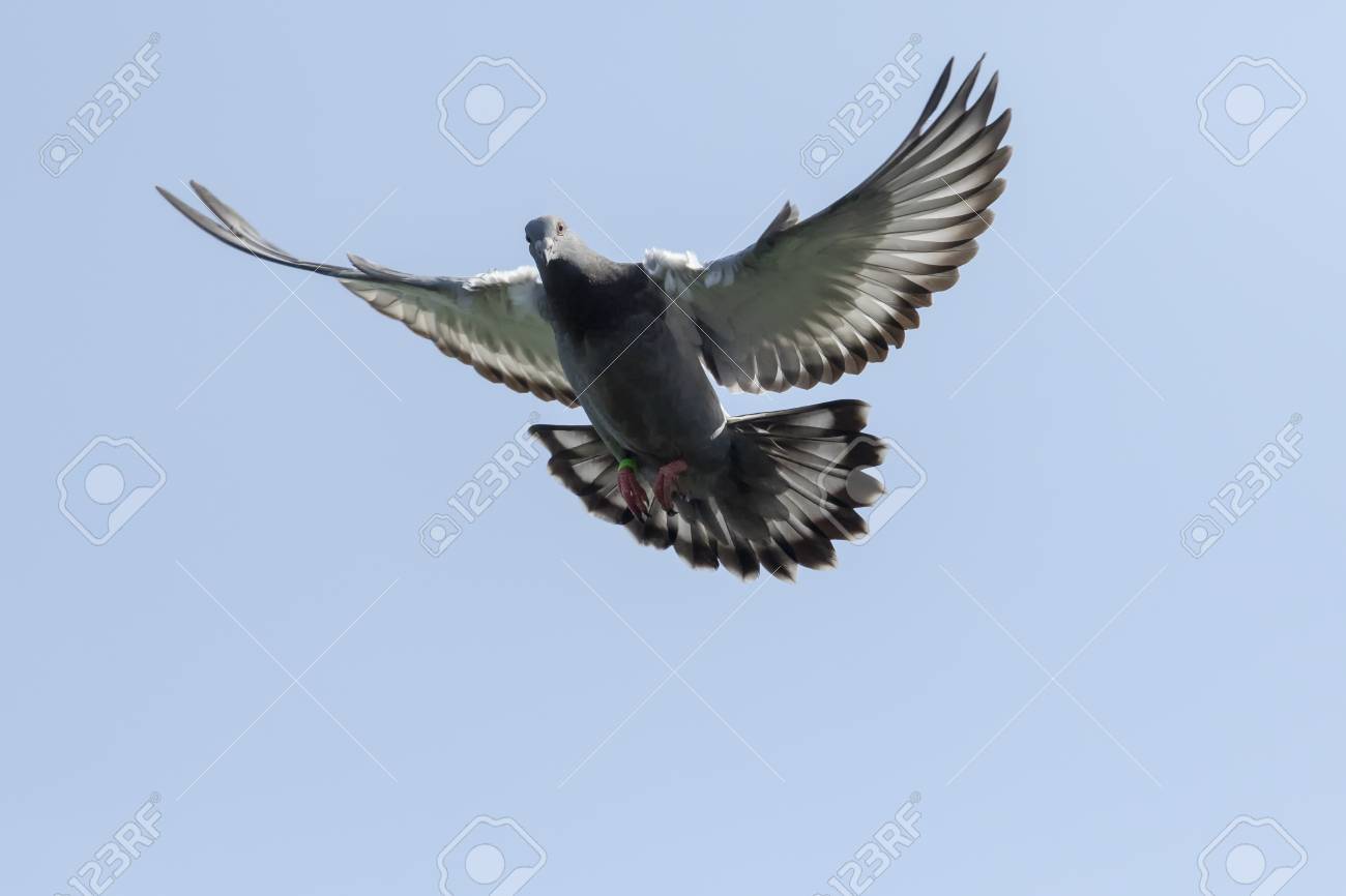 Detail Pigeon Flying Images Nomer 43