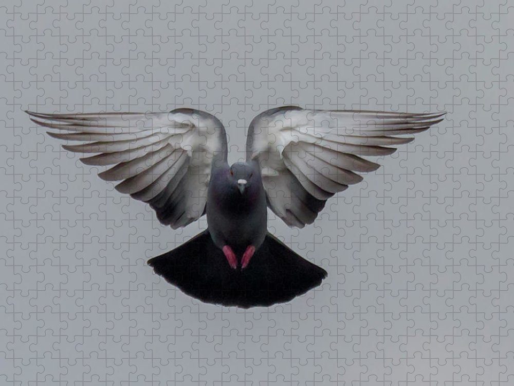 Detail Pigeon Flying Images Nomer 6