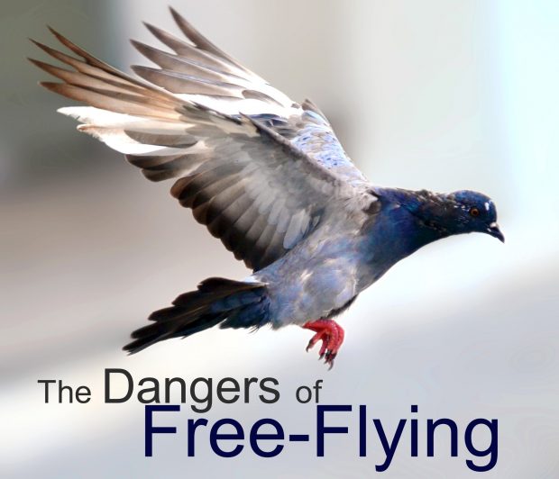 Detail Pigeon Flying Images Nomer 49