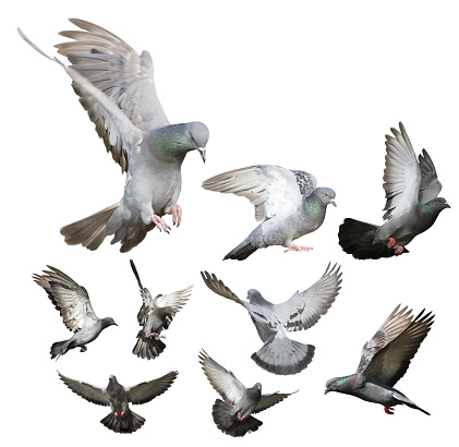 Detail Pigeon Flying Images Nomer 54