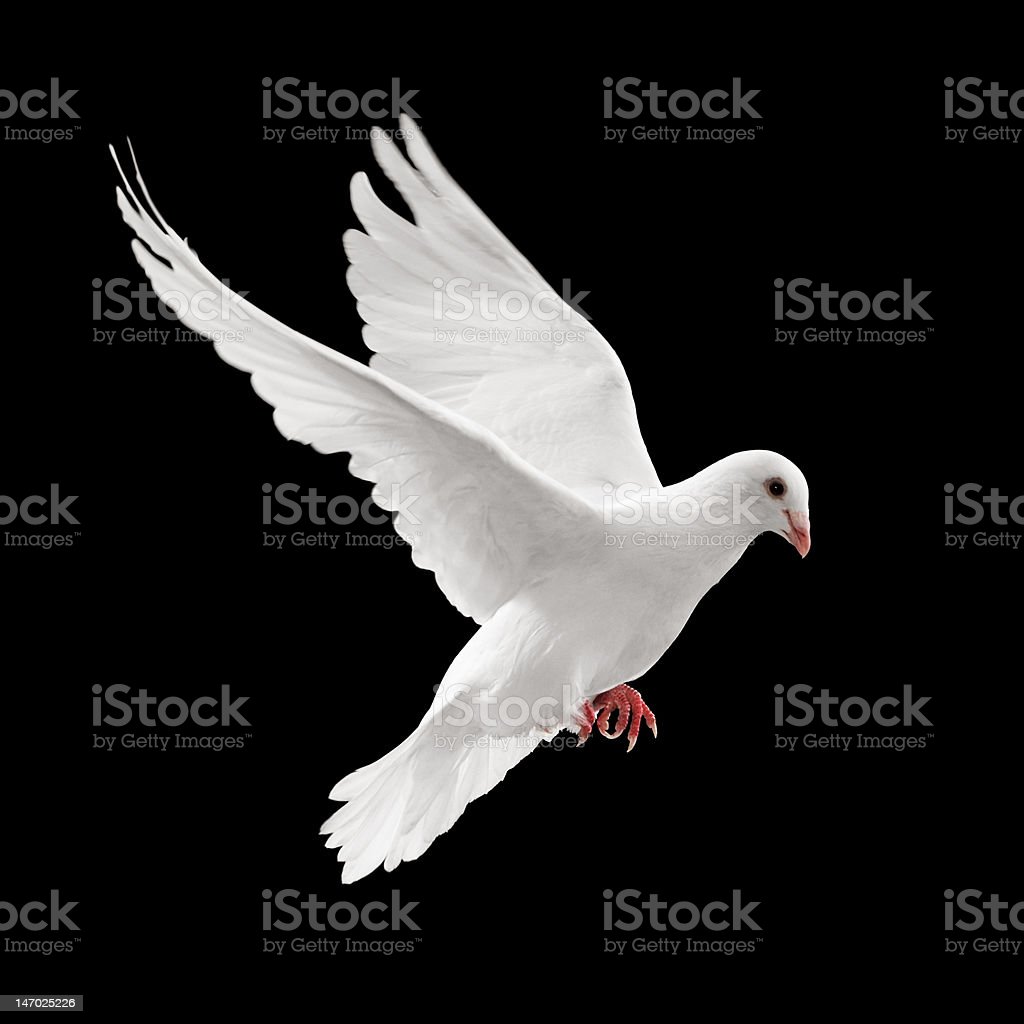 Detail Pigeon Flying Images Nomer 7