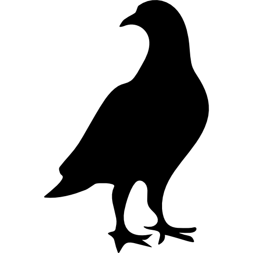 Detail Pigeon Icon Nomer 11