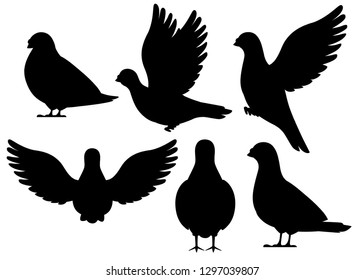 Detail Pigeon Icon Nomer 26