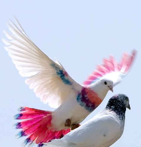 Detail Pigeon Images Gallery Nomer 9