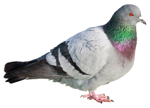 Detail Pigeon Images Gallery Nomer 11