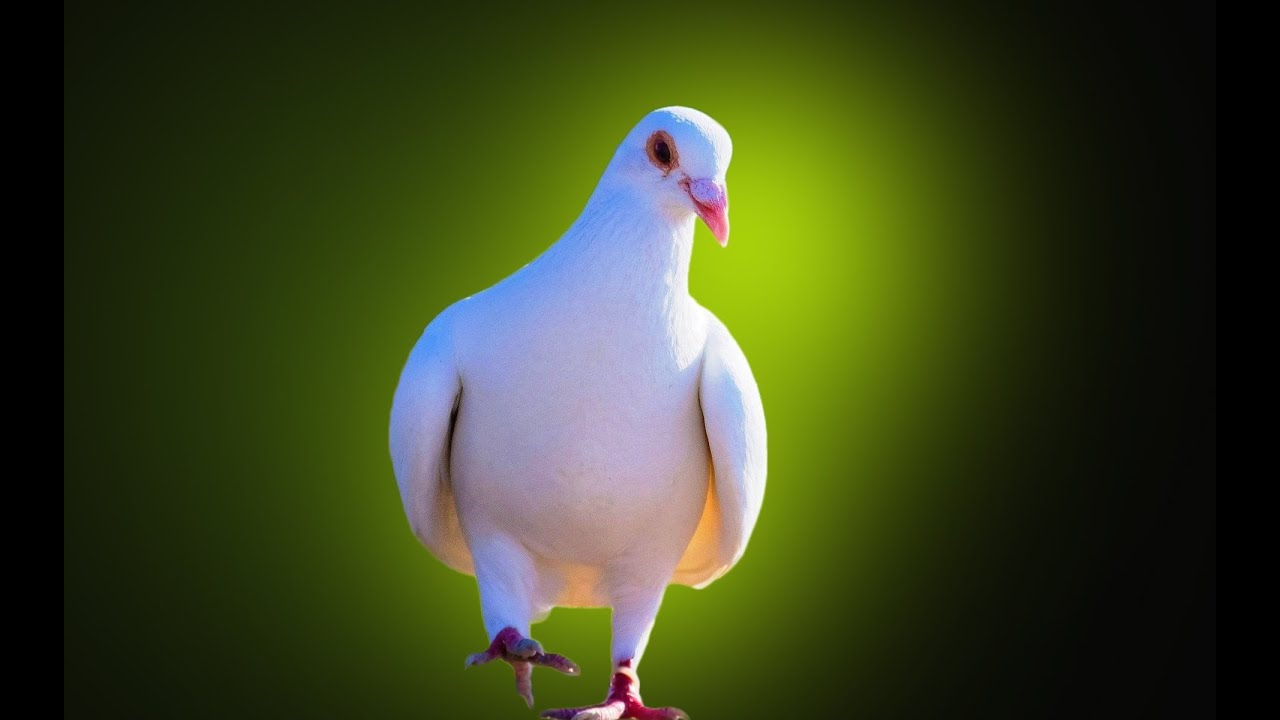 Detail Pigeon Images Gallery Nomer 12