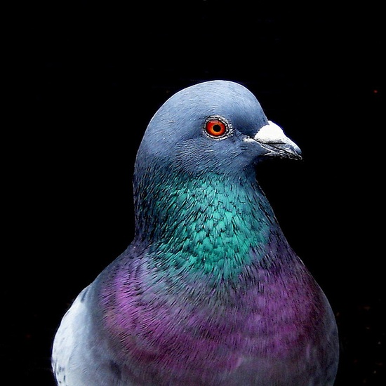 Detail Pigeon Images Gallery Nomer 17