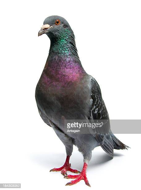 Detail Pigeon Images Gallery Nomer 30