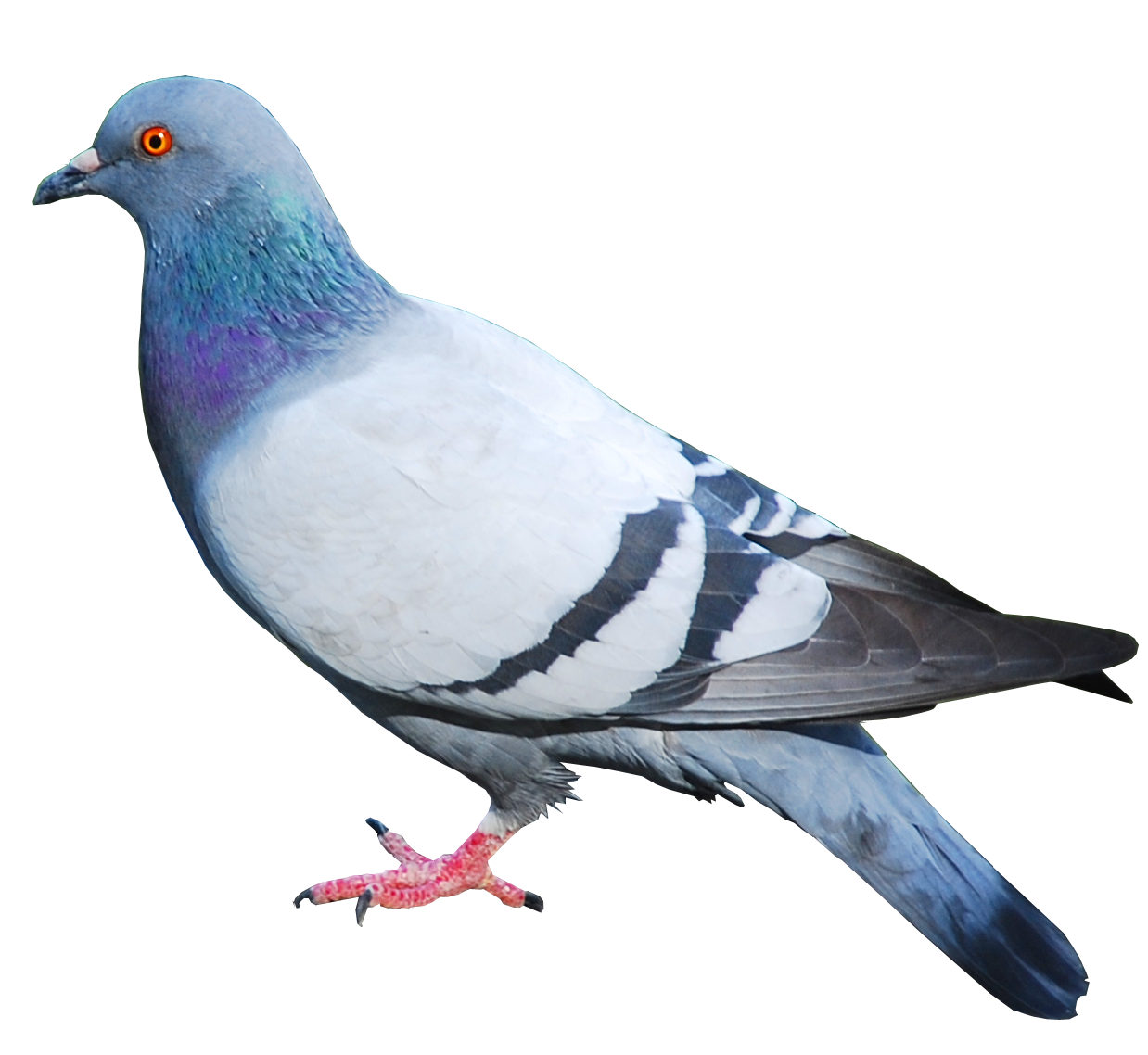 Detail Pigeon Images Gallery Nomer 32