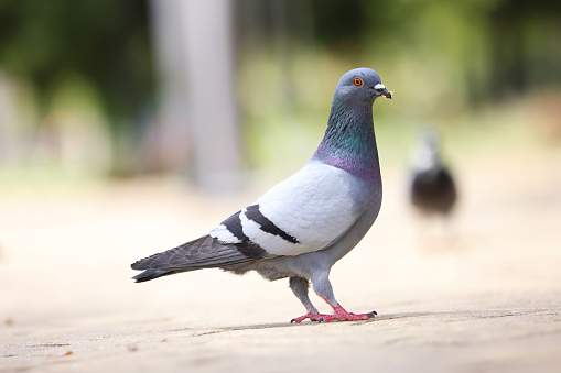 Detail Pigeon Images Gallery Nomer 42