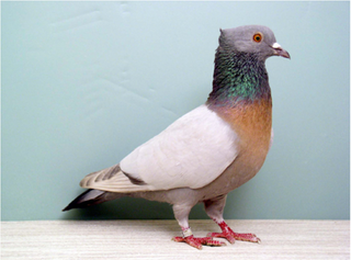 Detail Pigeon Images Gallery Nomer 44