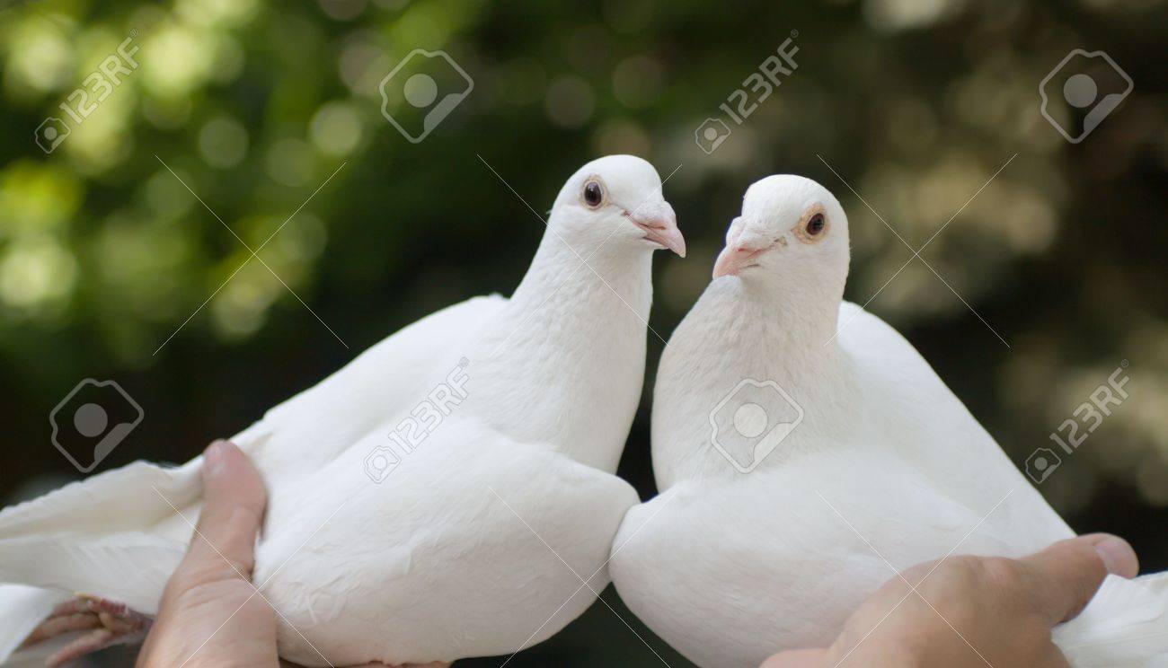 Detail Pigeon Images Gallery Nomer 50