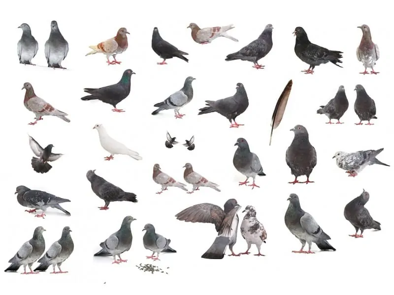 Detail Pigeon Images Gallery Nomer 8