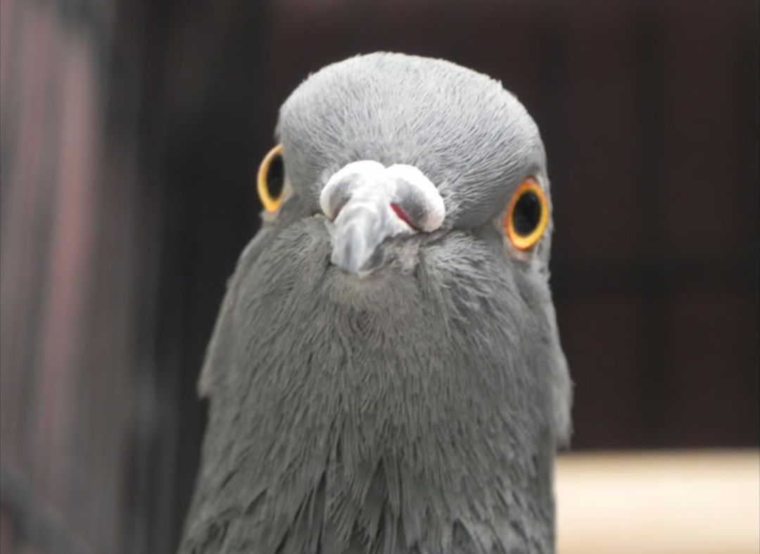 Pigeon Meme Template 56 Koleksi Gambar Pigeon Meme Template 56 Koleksi Gambar
