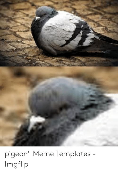 Detail Pigeon Meme Template Nomer 38