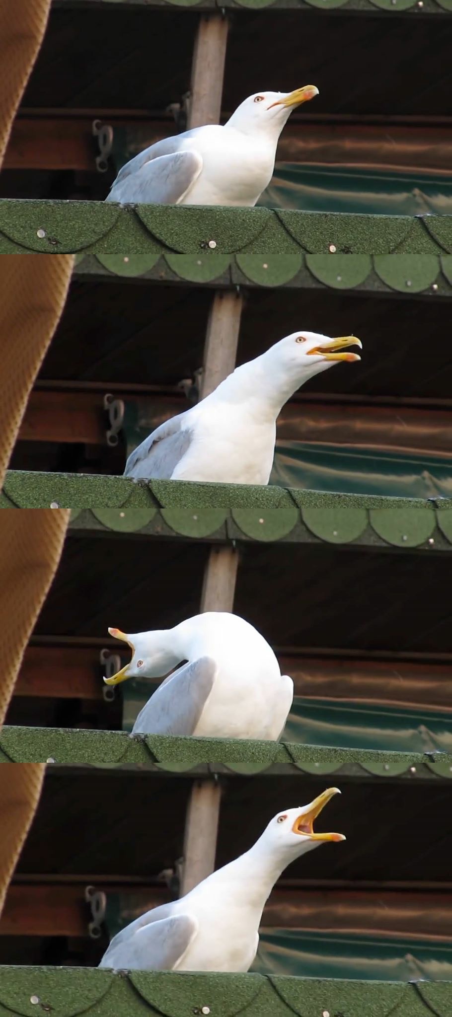 Detail Pigeon Meme Template Nomer 5