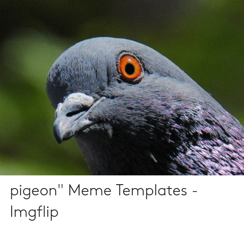 Detail Pigeon Meme Template Nomer 40