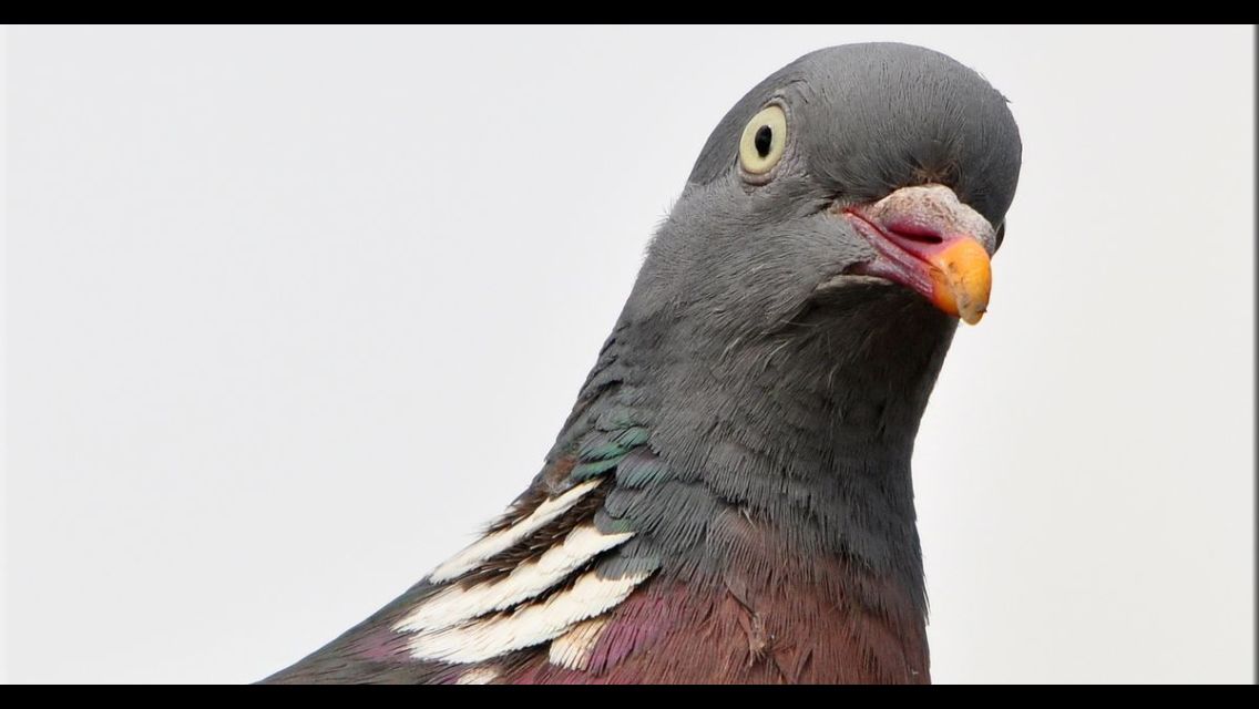 Detail Pigeon Meme Template Nomer 6