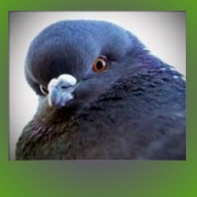 Detail Pigeon Meme Template Nomer 49