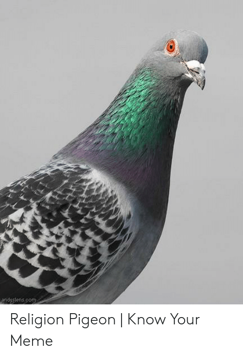 Detail Pigeon Meme Template Nomer 54