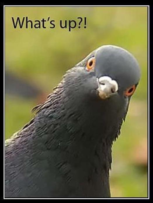 Detail Pigeon Meme Template Nomer 10