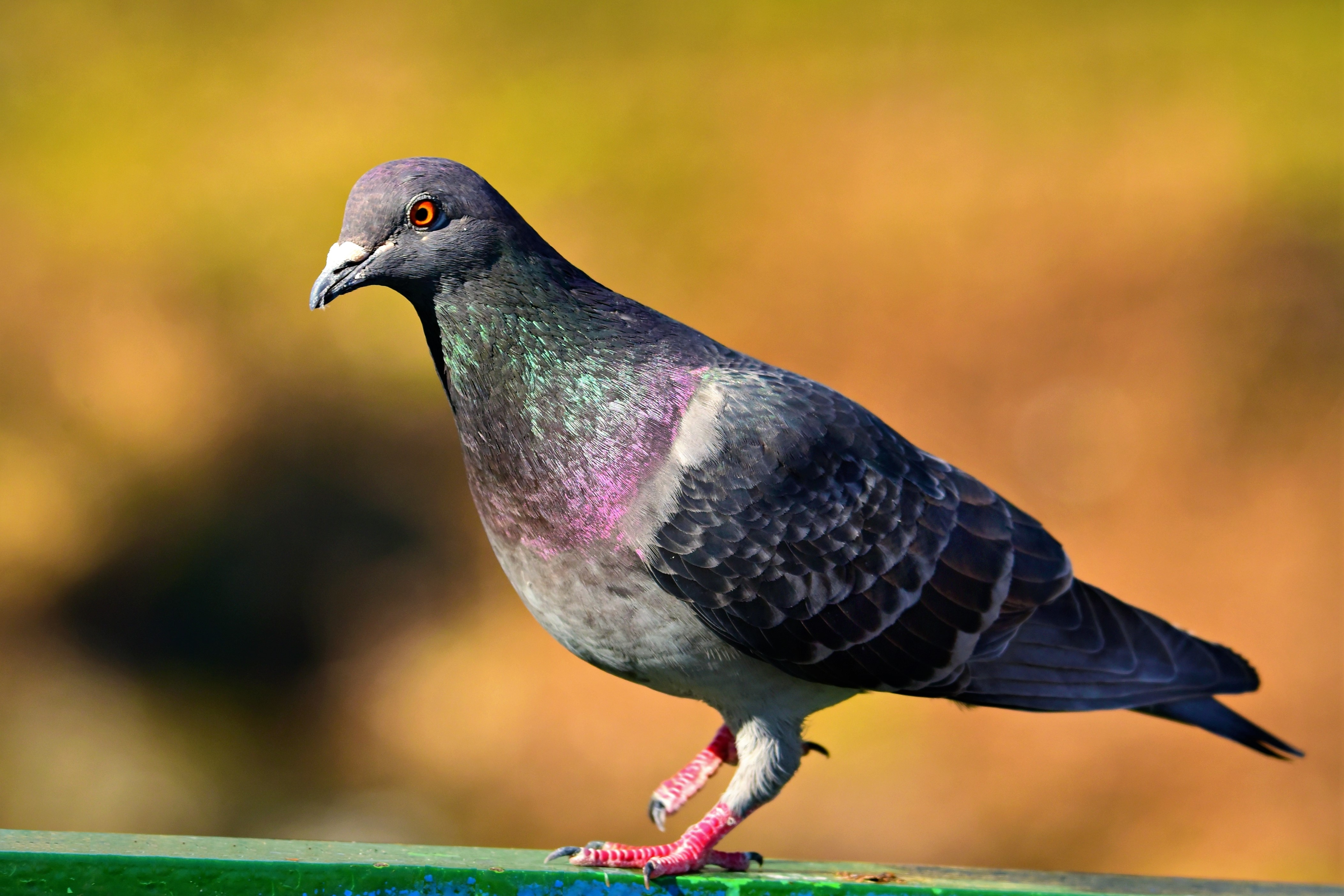 Pigeon Pic - KibrisPDR