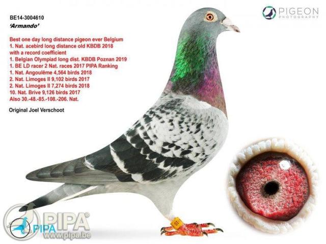 Detail Pigeon Pic Nomer 36