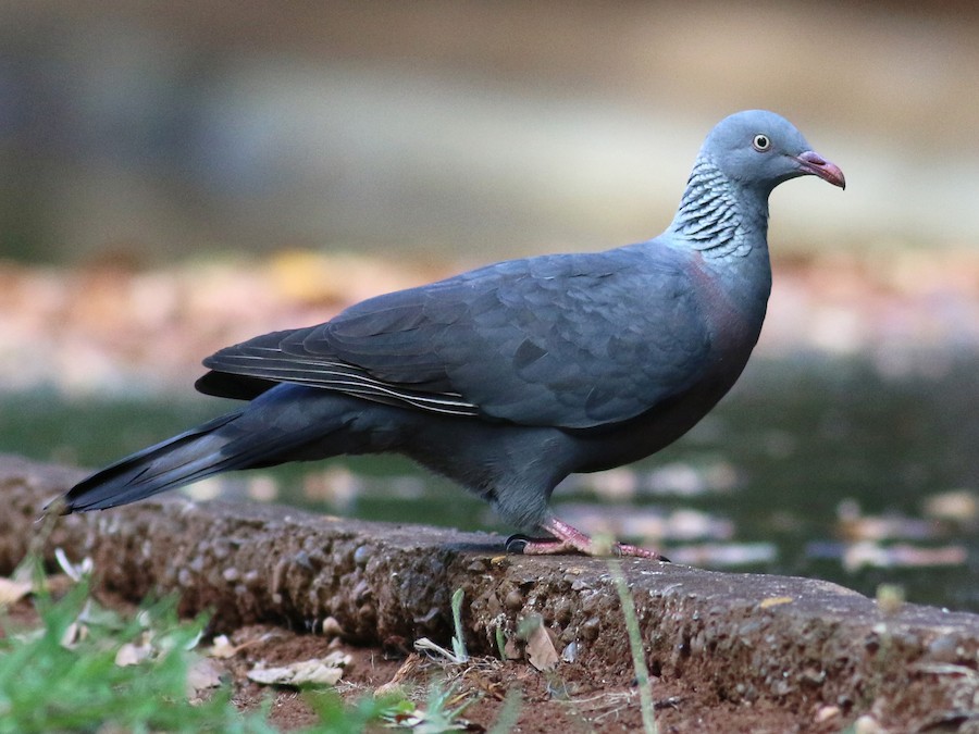 Detail Pigeon Pic Nomer 38