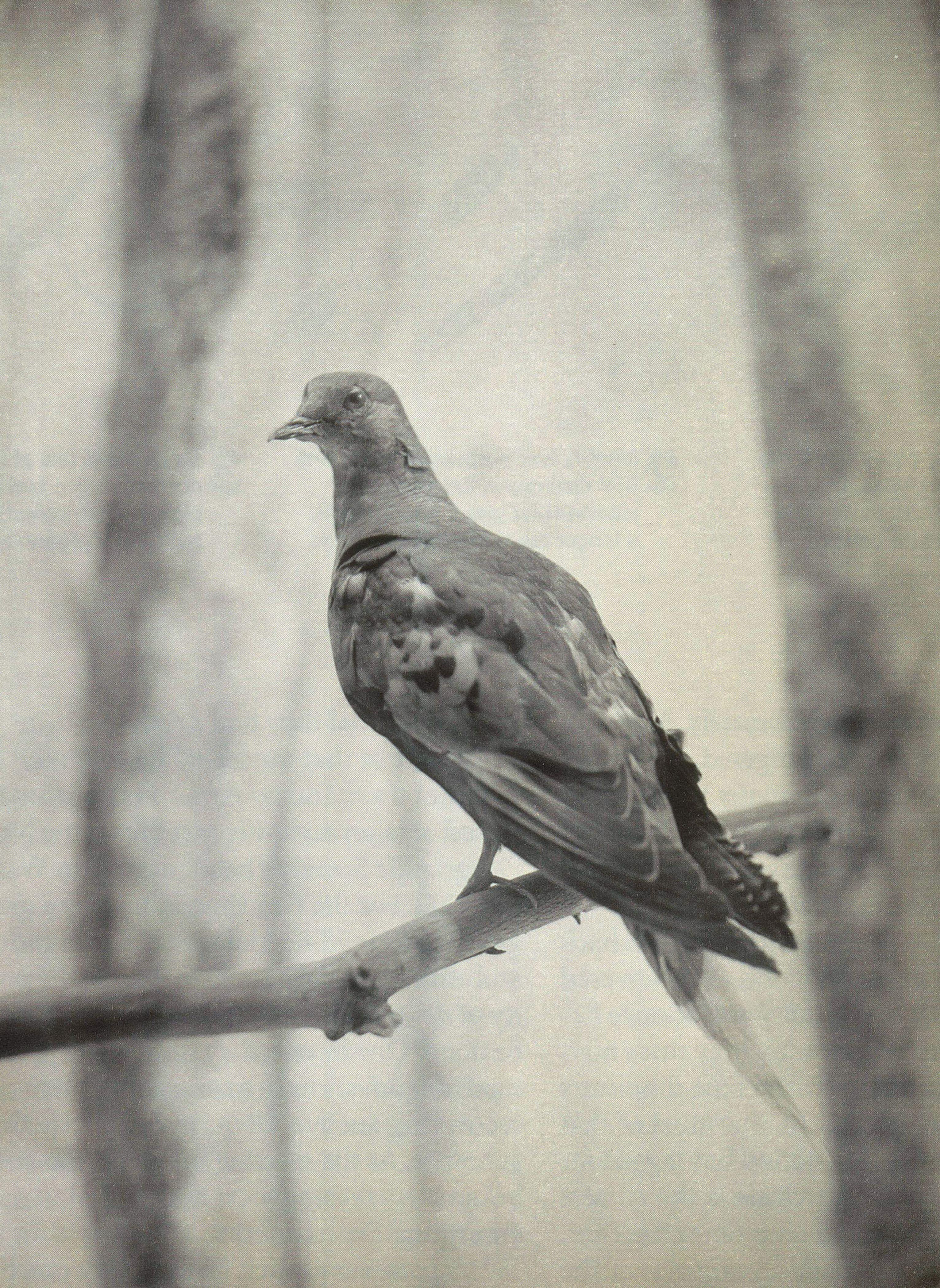 Detail Pigeon Pics Nomer 43