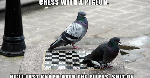 Detail Pigeon Playing Chess Meme Nomer 4