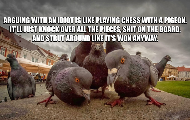 Detail Pigeon Playing Chess Meme Nomer 44