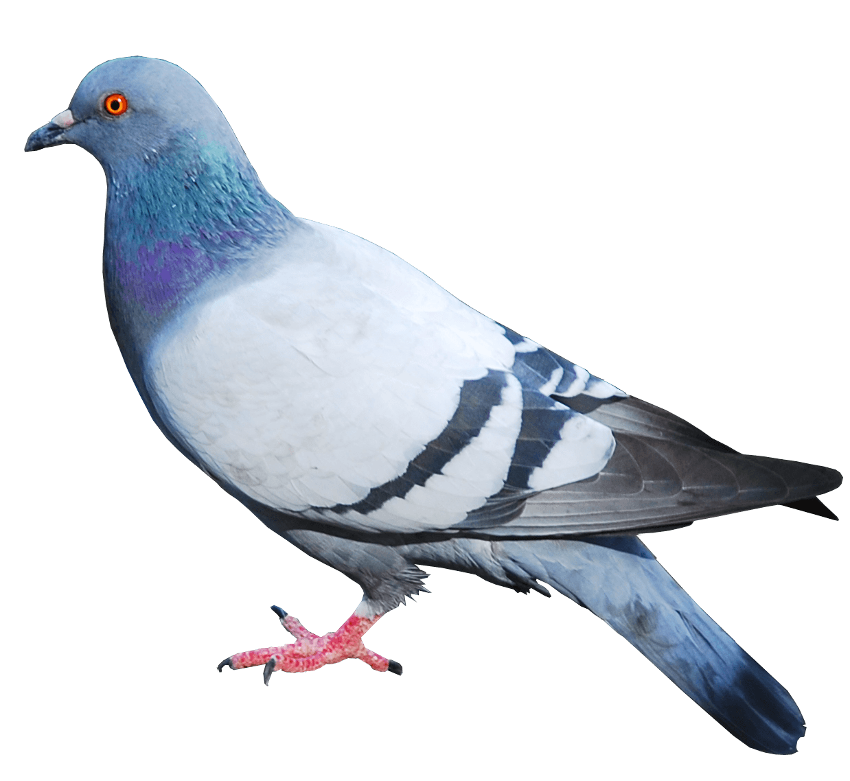 Pigeon Png - KibrisPDR