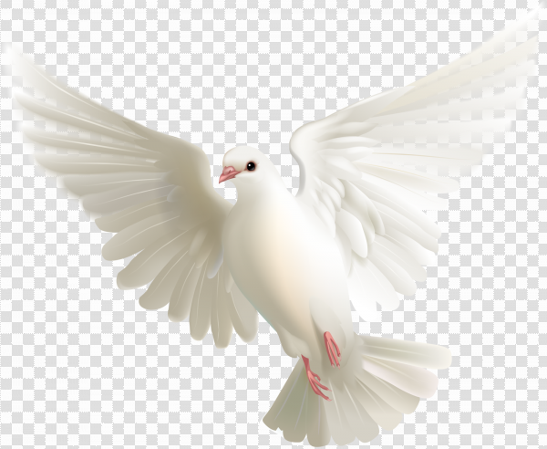 Detail Pigeon Png Nomer 10