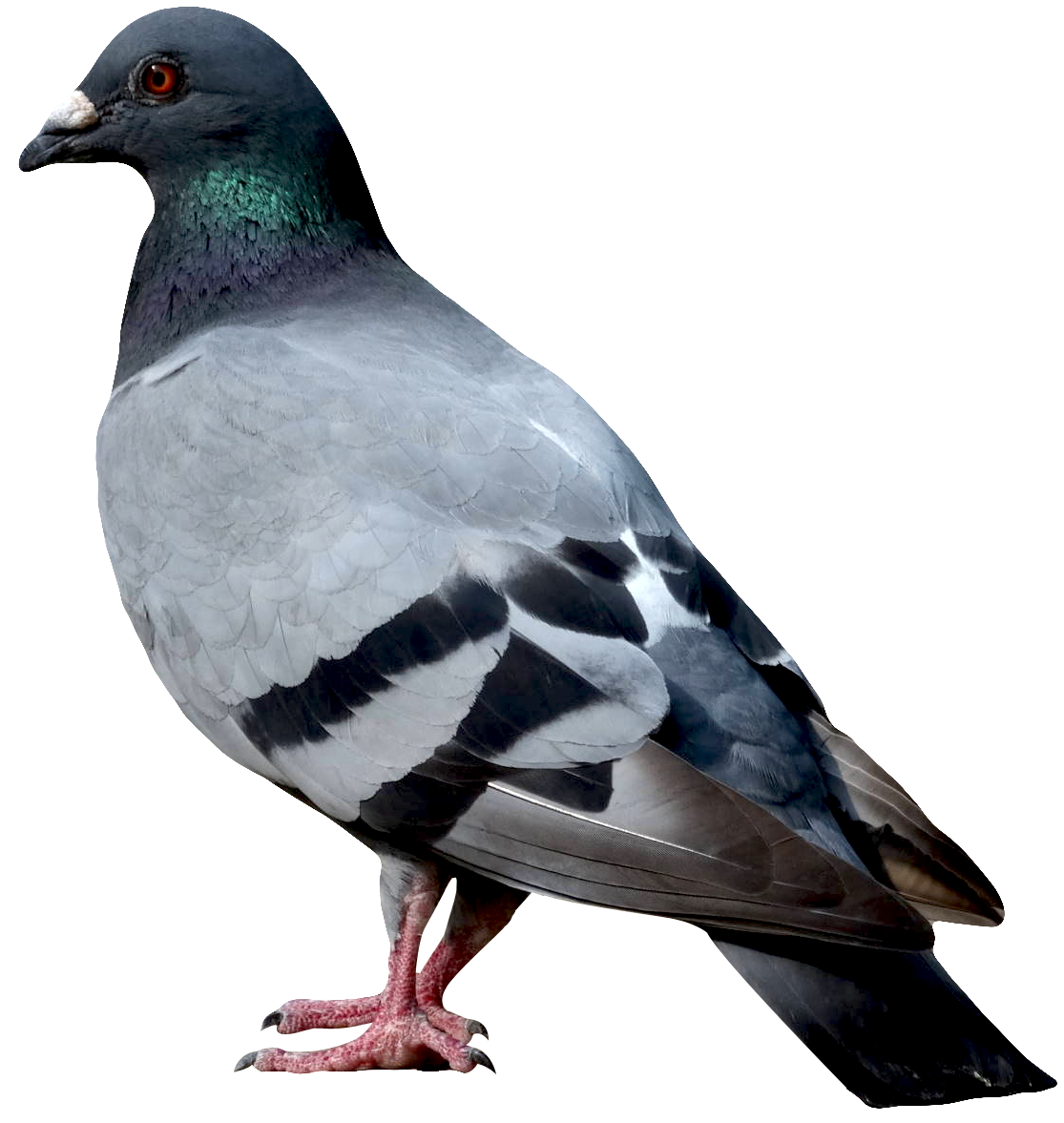 Detail Pigeon Png Nomer 15