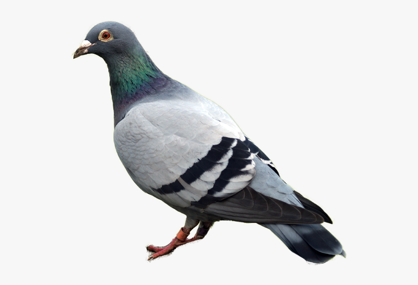 Detail Pigeon Png Nomer 16