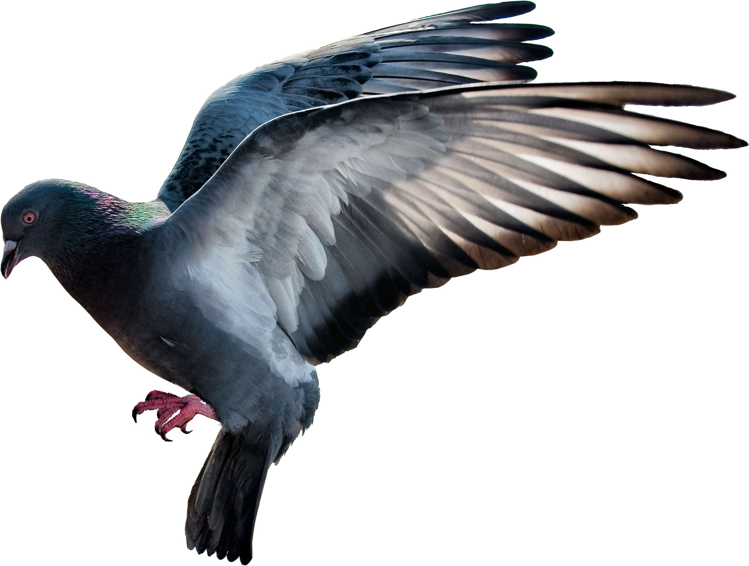Detail Pigeon Png Nomer 17