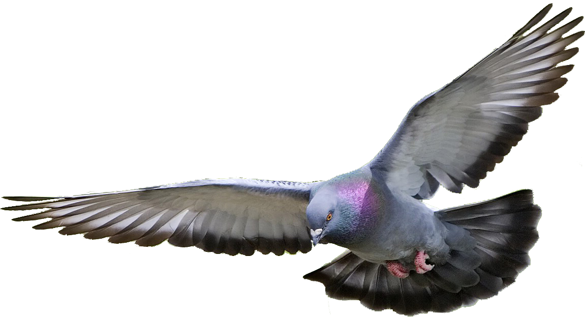 Detail Pigeon Png Nomer 22