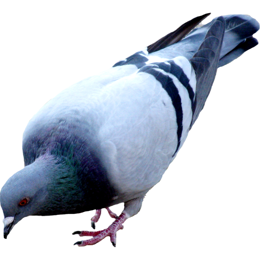 Detail Pigeon Png Nomer 29