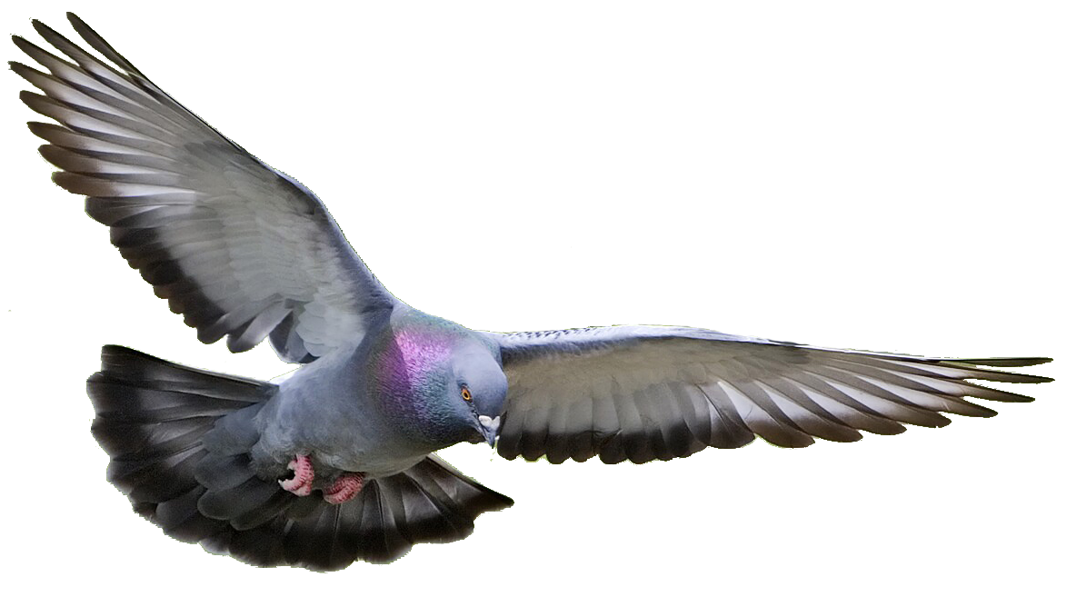 Detail Pigeon Png Nomer 30