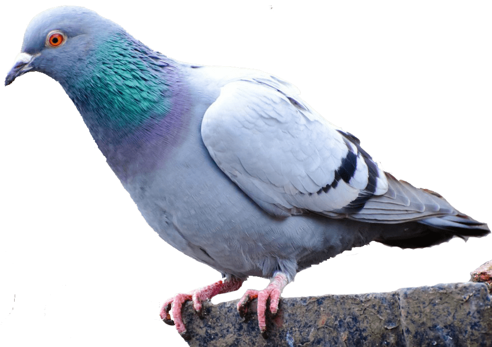 Detail Pigeon Png Nomer 32