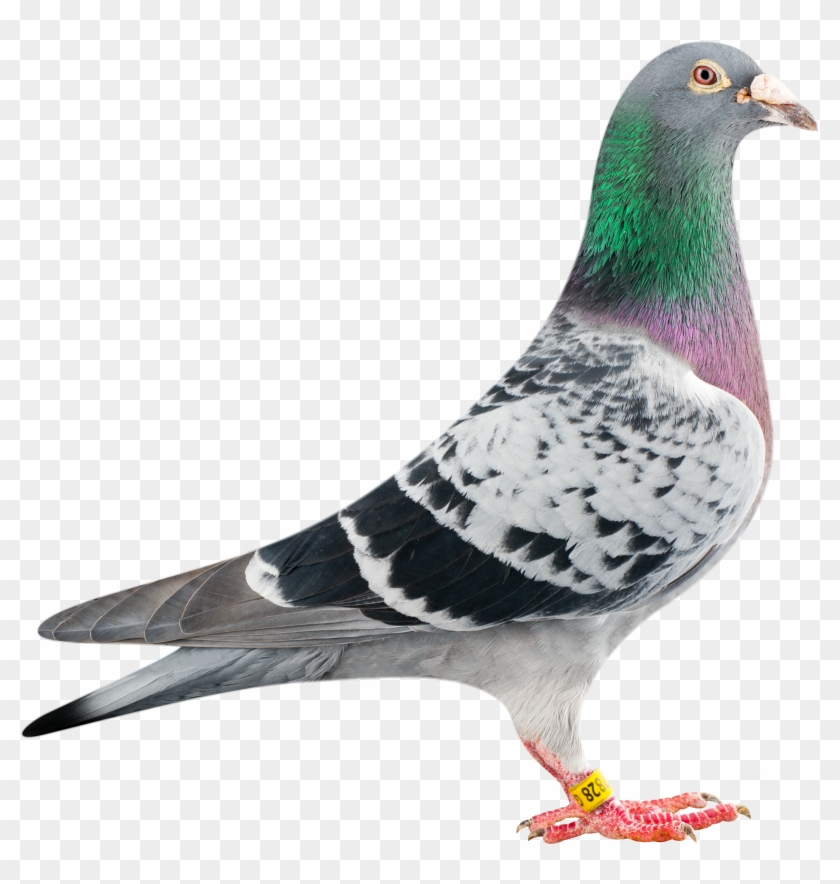 Detail Pigeon Png Nomer 34