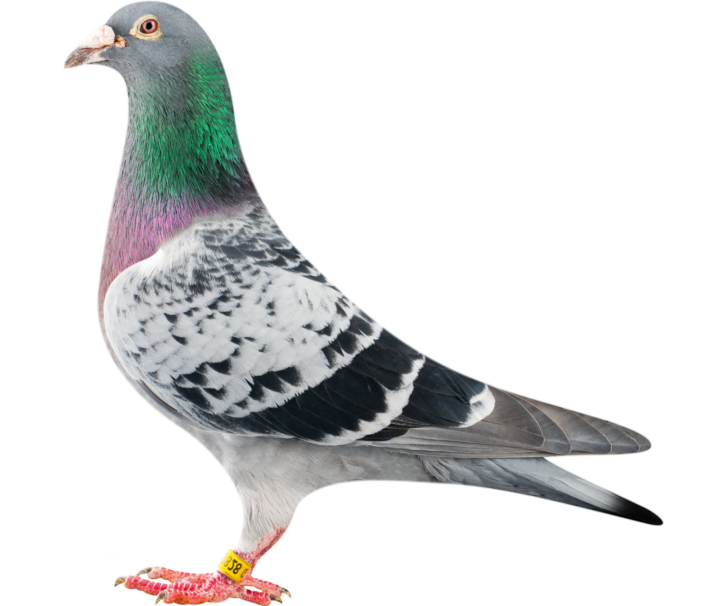 Detail Pigeon Png Nomer 38