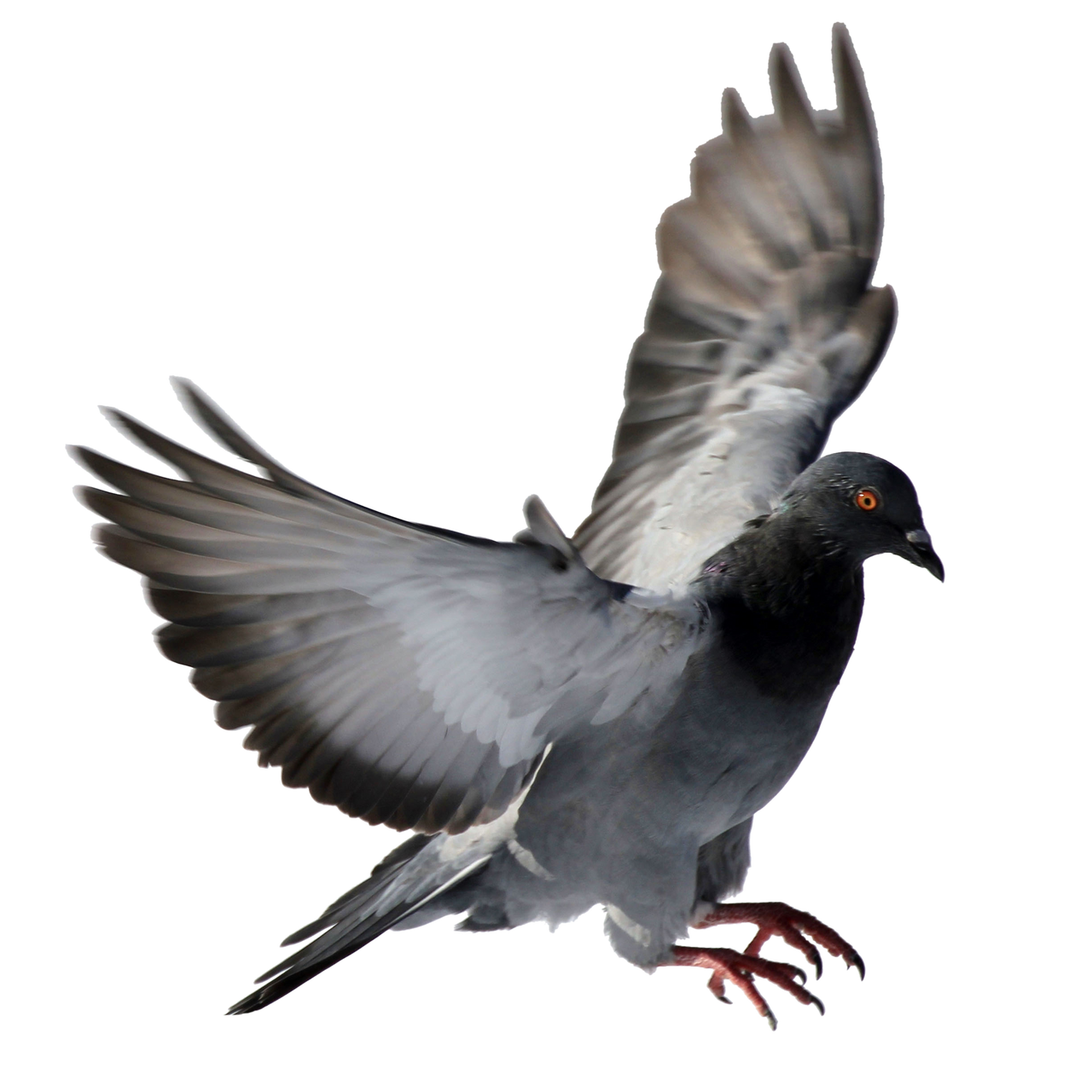 Detail Pigeon Png Nomer 54