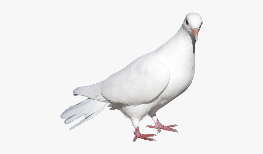 Detail Pigeon Png Nomer 9