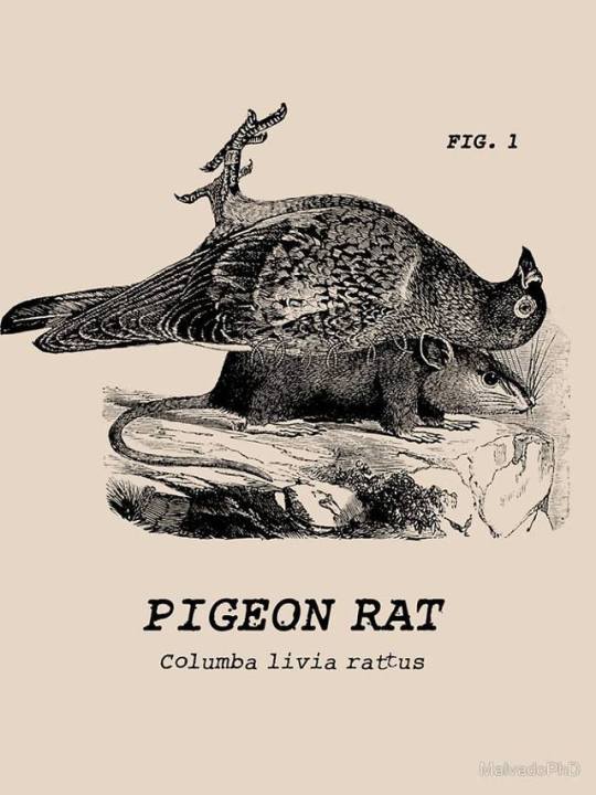 Detail Pigeon Rat Simpsons Nomer 44