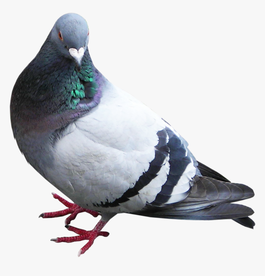 Pigeon Transparent - KibrisPDR