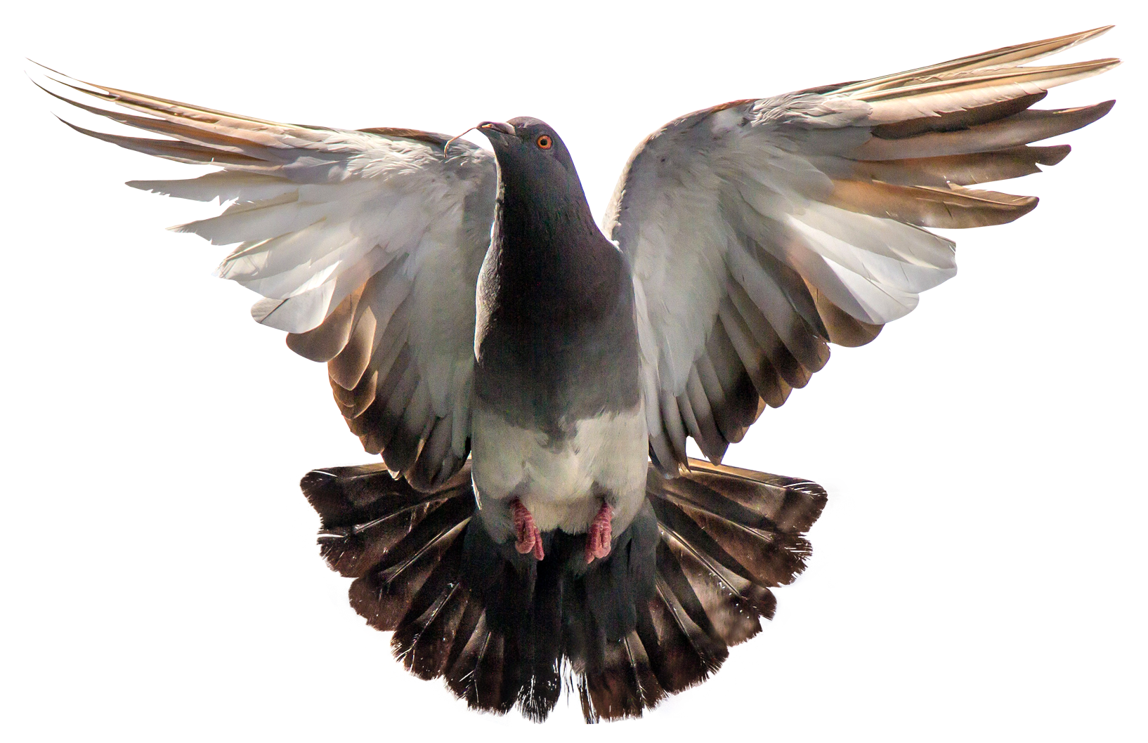 Detail Pigeon Transparent Nomer 29